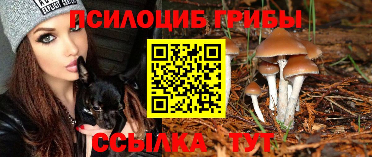 Псилоцибиновые грибы Psilocybe  Анжеро-Судженск 