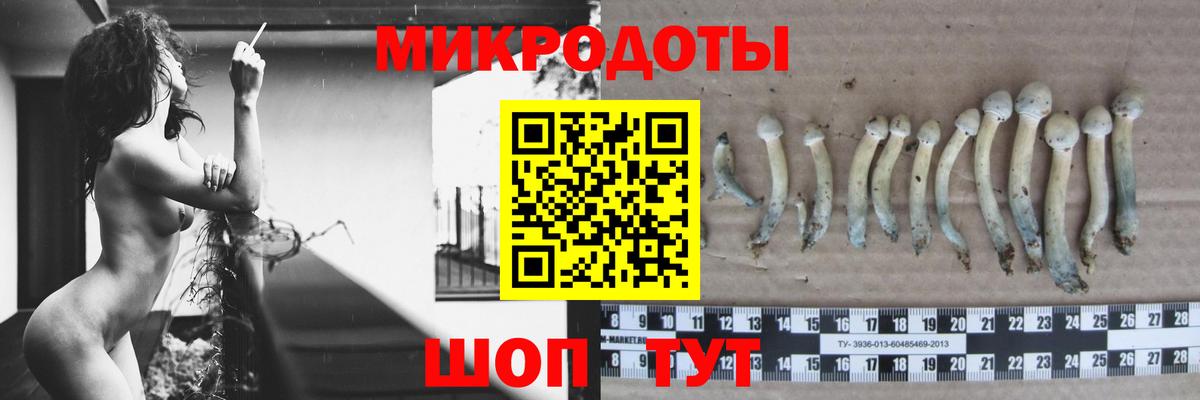 Псилоцибиновые грибы Psilocybine cubensis Анжеро-Судженск
